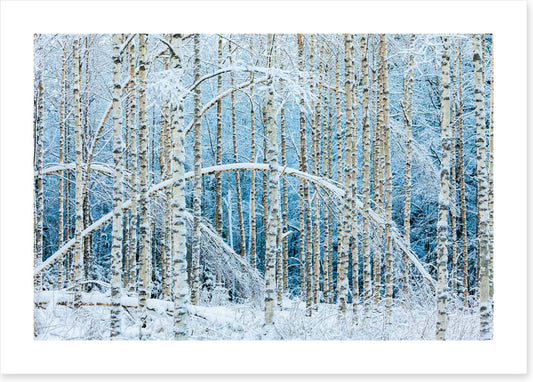 Arctic arches