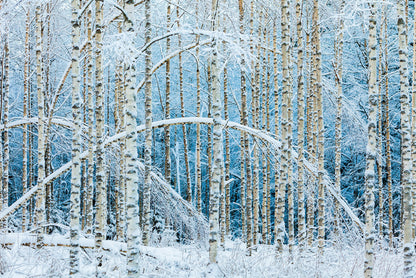 Arctic arches
