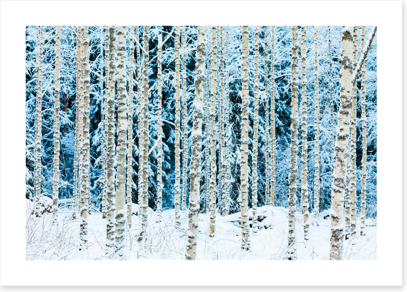 Forests