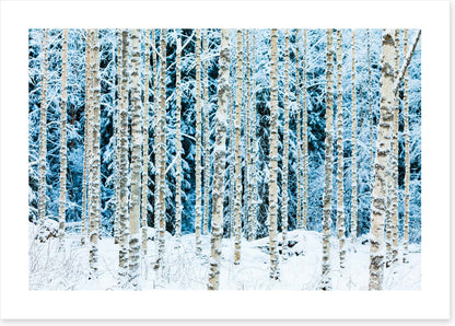 Forests