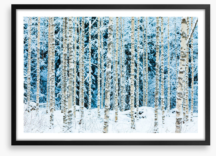 Forests