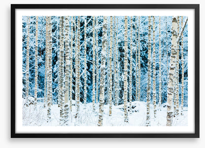 Forests