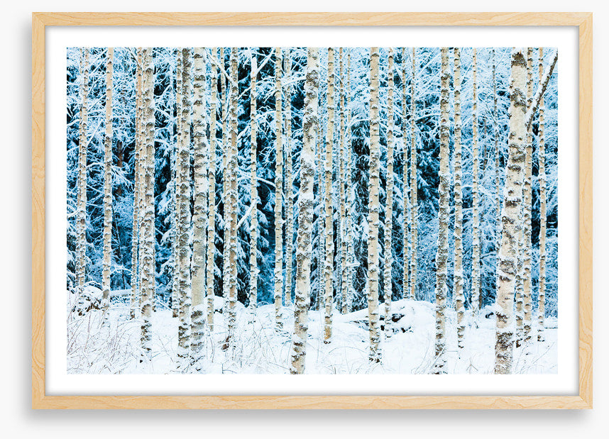 Forests