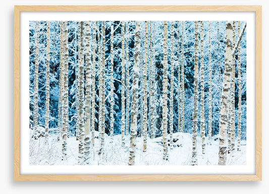 Forests