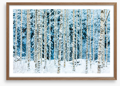 Forests