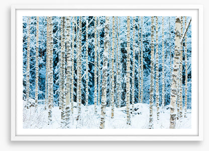 Forests