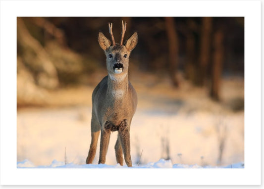 Deer in the headlights