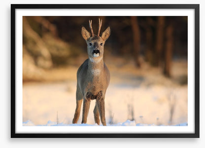 Deer in the headlights