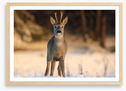 Deer in the headlights