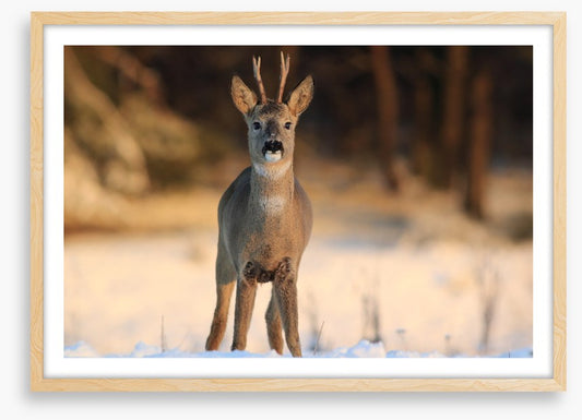 Deer in the headlights