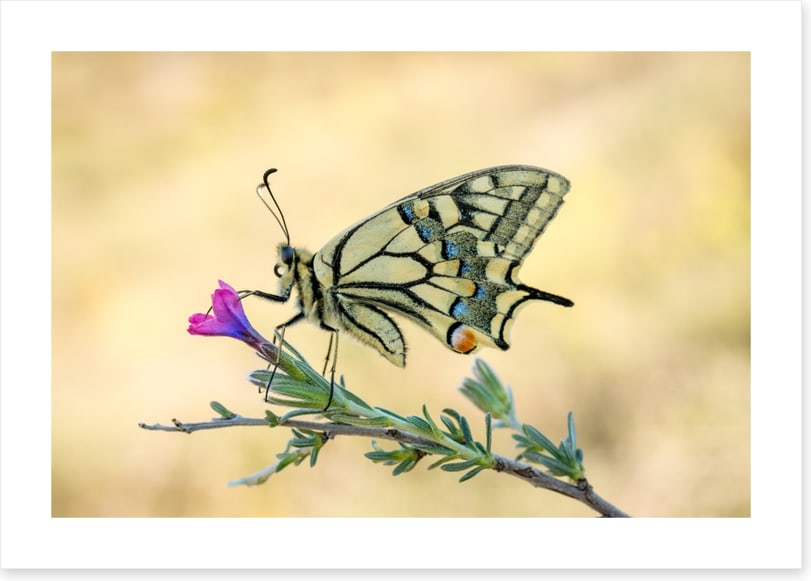 Old world swallowtail