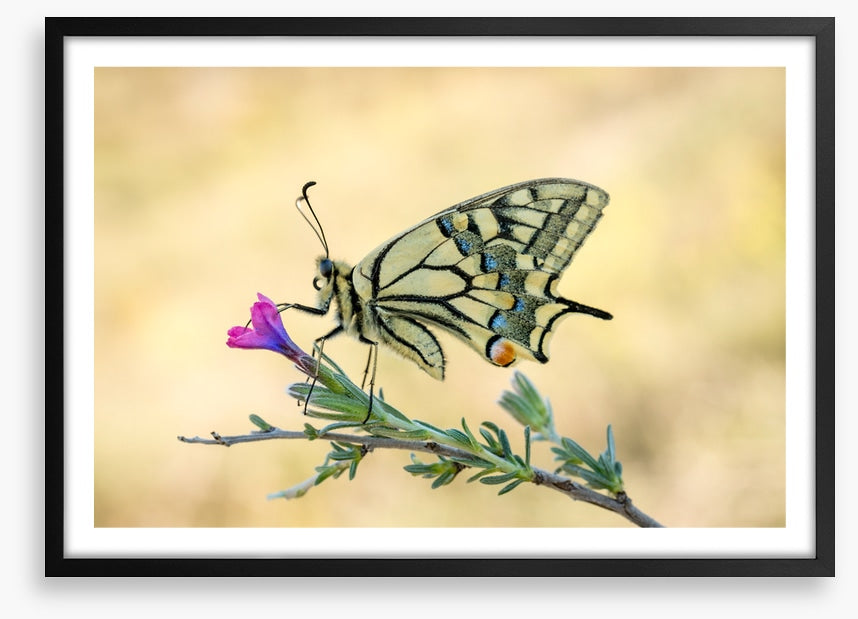 Old world swallowtail