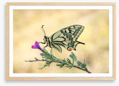 Old world swallowtail