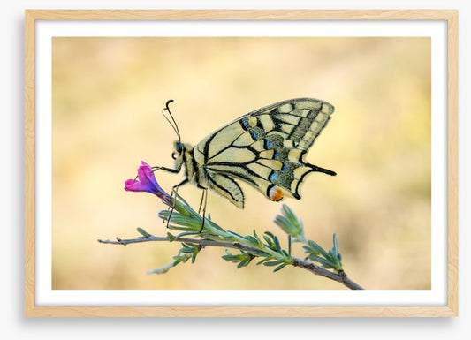 Old world swallowtail