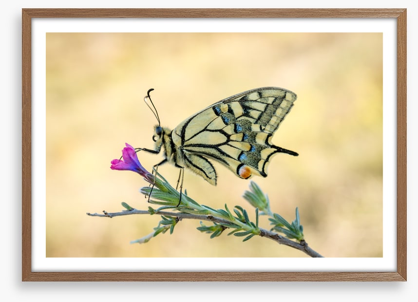 Old world swallowtail