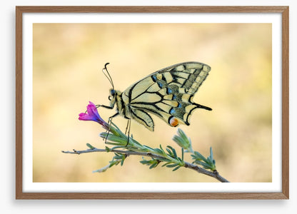 Old world swallowtail