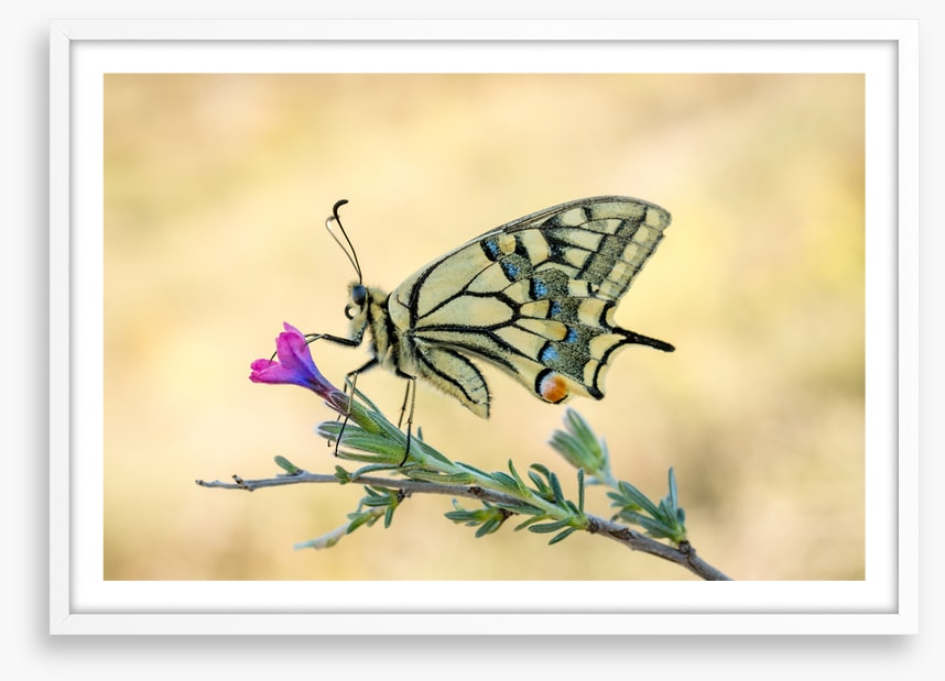 Old world swallowtail