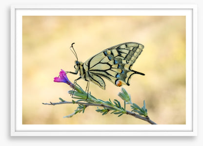 Old world swallowtail