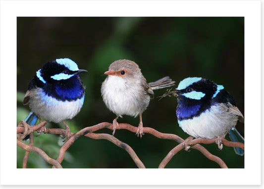 Blue fairy wren trio