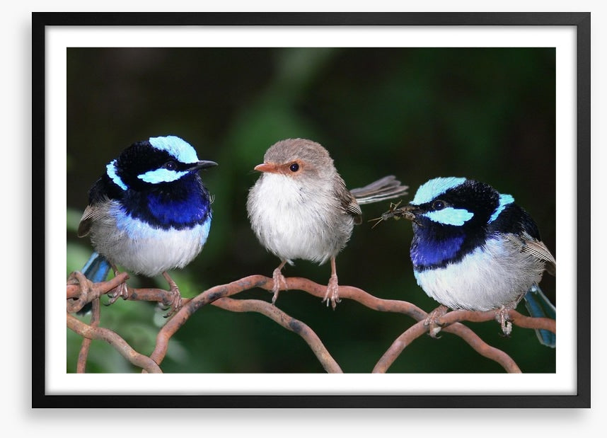 Blue fairy wren trio