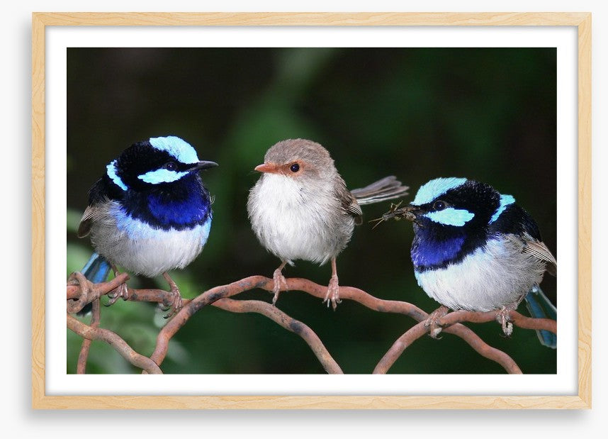 Blue fairy wren trio
