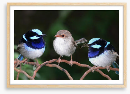 Blue fairy wren trio