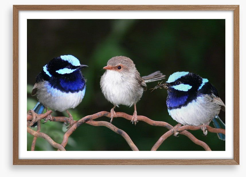 Blue fairy wren trio