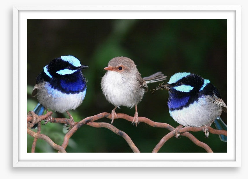 Blue fairy wren trio