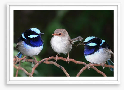 Blue fairy wren trio