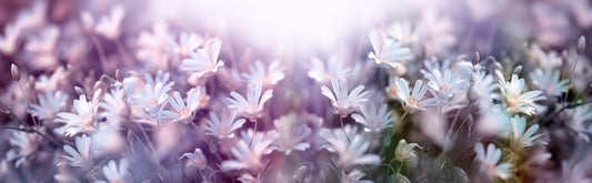 Spring begins panorama