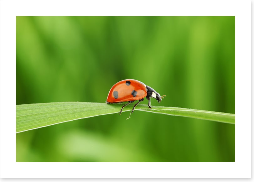 Insects