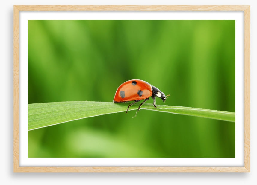 Insects
