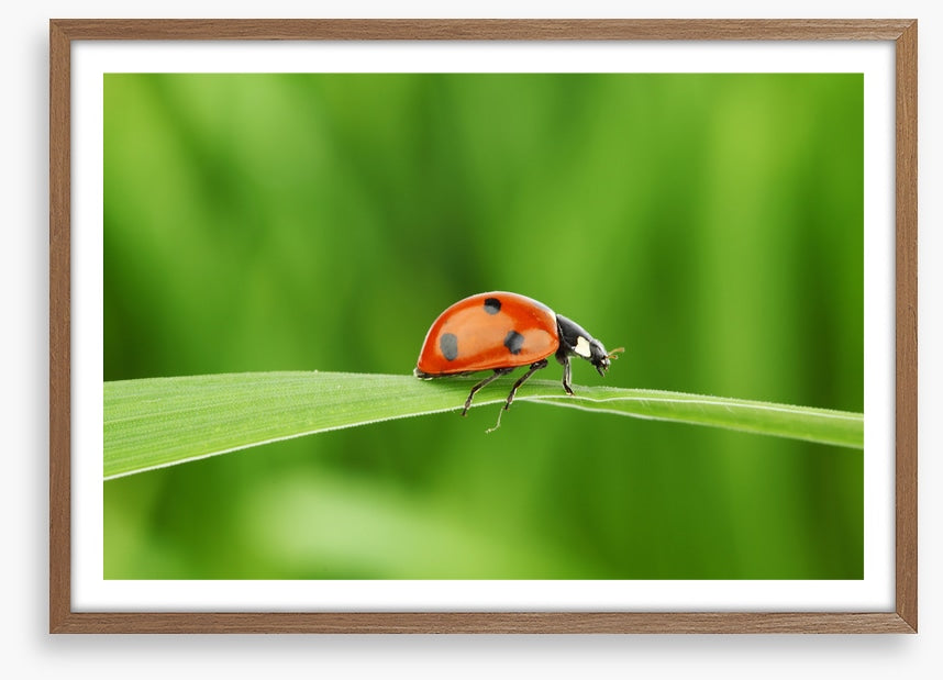 Insects