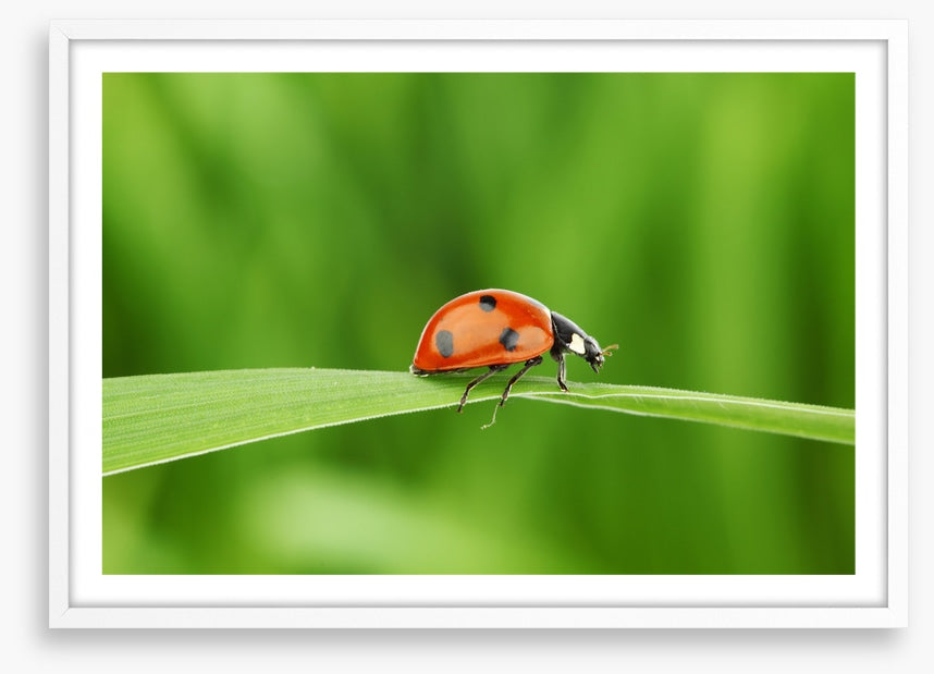 Insects