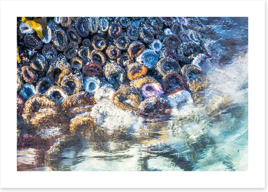 Low tide anemones