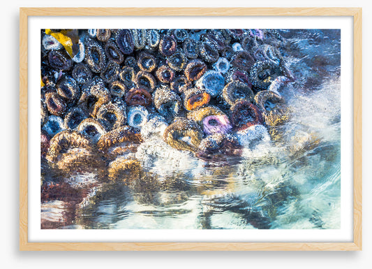 Low tide anemones