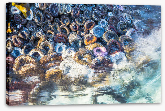 Low tide anemones
