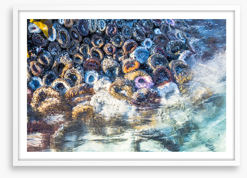 Low tide anemones