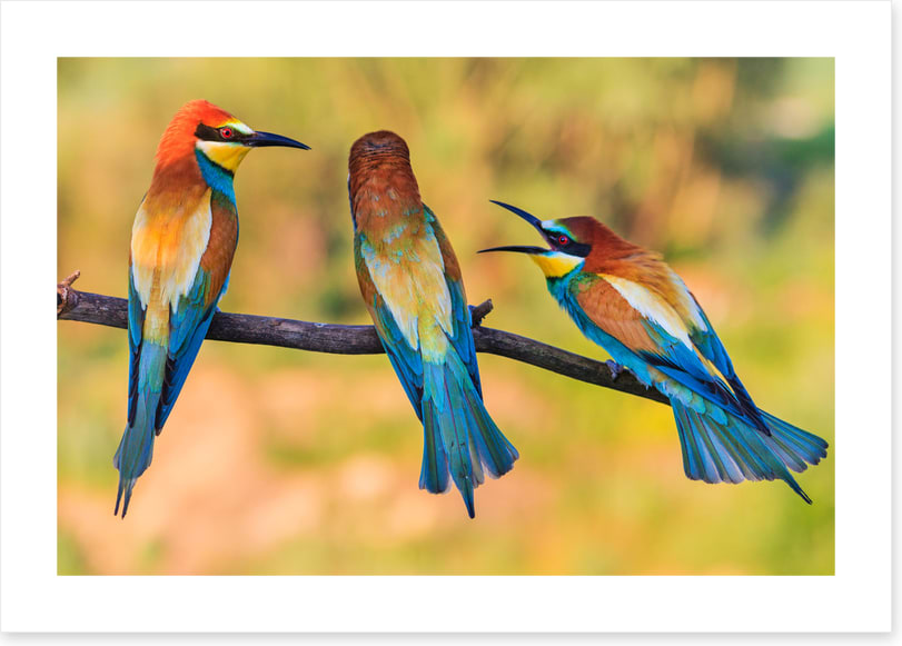 Birds