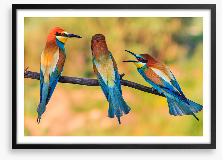Birds