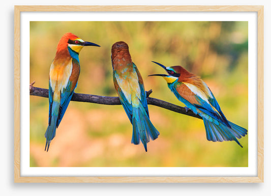 Birds