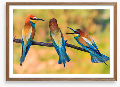 Birds