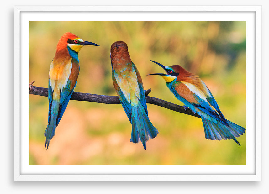Birds