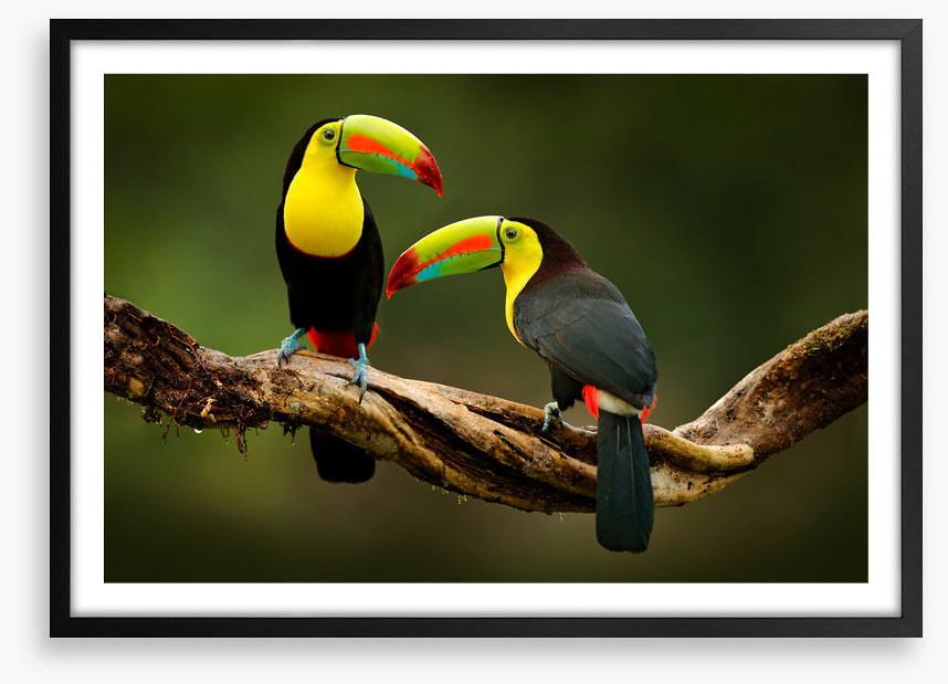 Toucan two