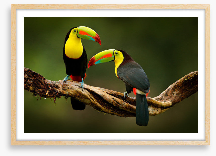 Toucan two