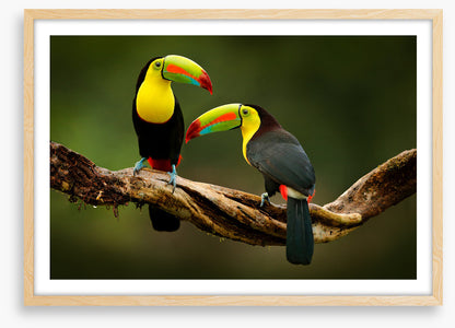 Toucan two