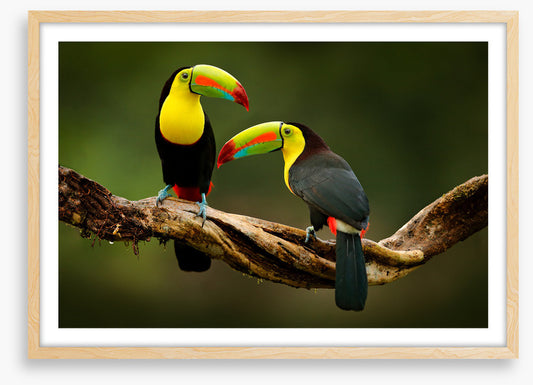 Toucan two