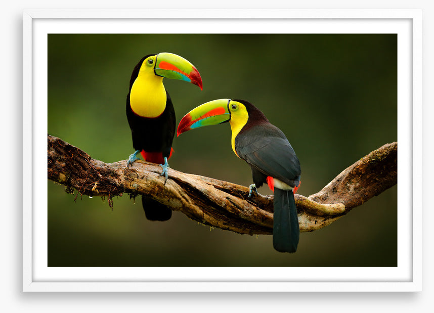 Toucan two