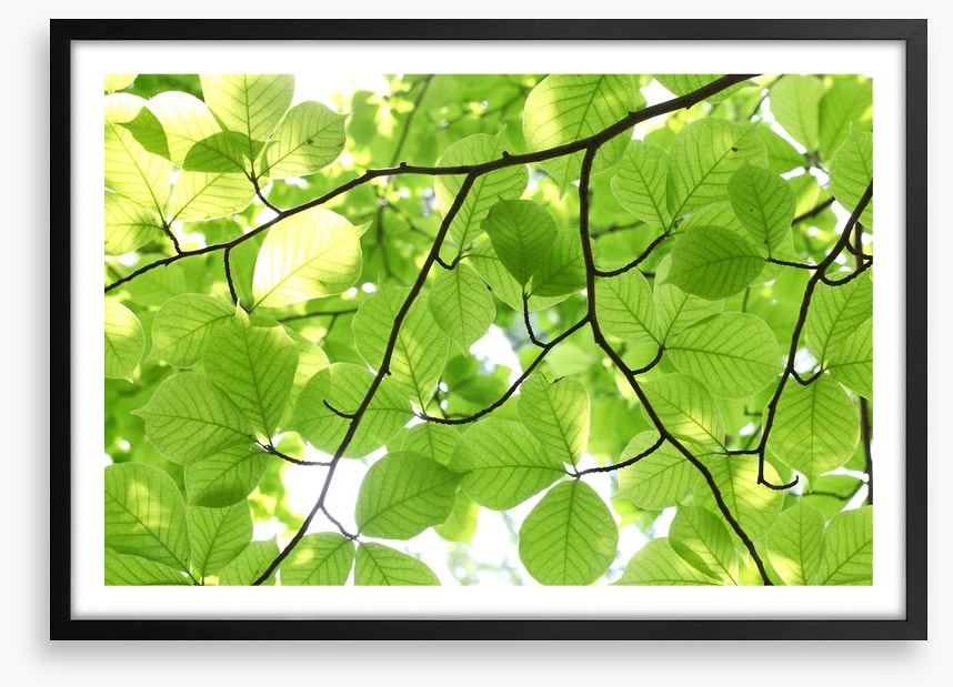 Leafy light