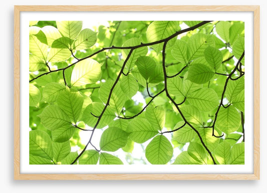 Leafy light